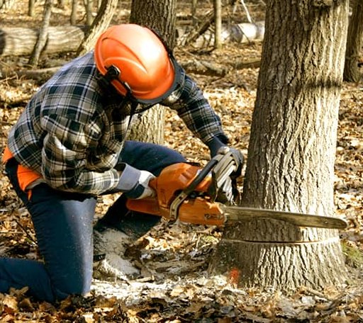 Tree Removal in Entriken, PA
